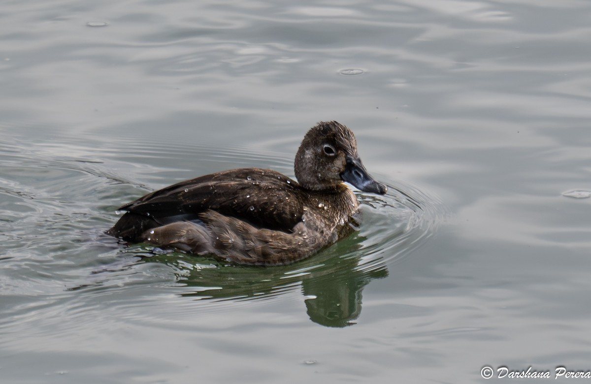 Ring-necked Duck - ML645863052