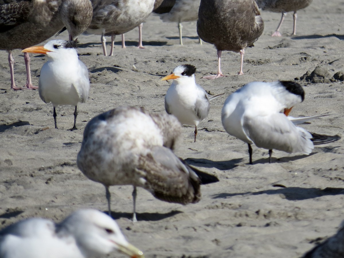 Elegant Tern - ML645863054