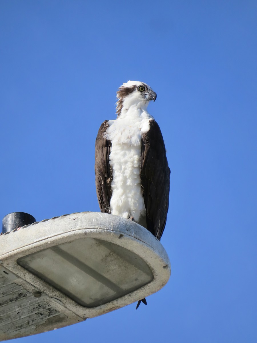 Osprey - ML645863065