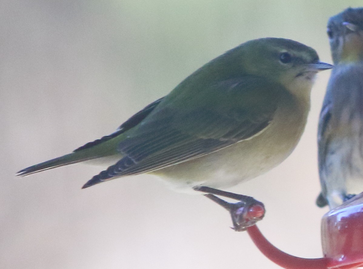 Tennessee Warbler - ML645863066