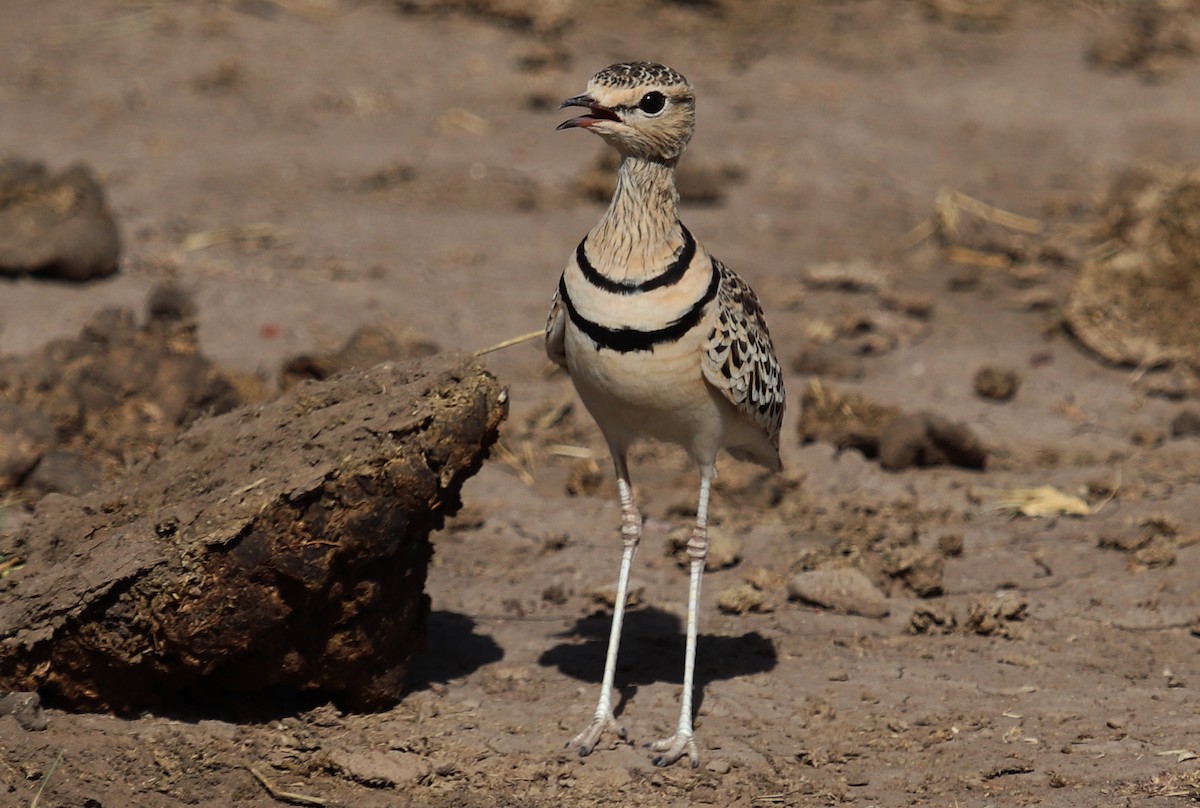 Double-banded Courser - ML645863076