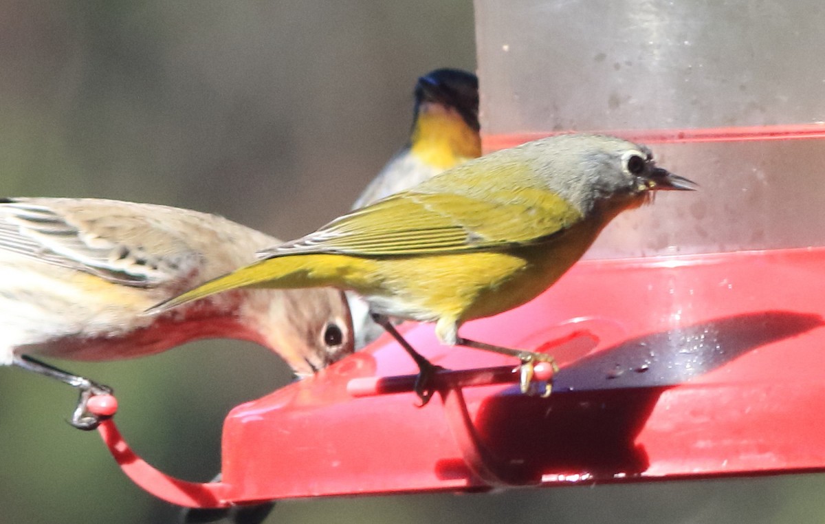 Nashville Warbler - ML645863077