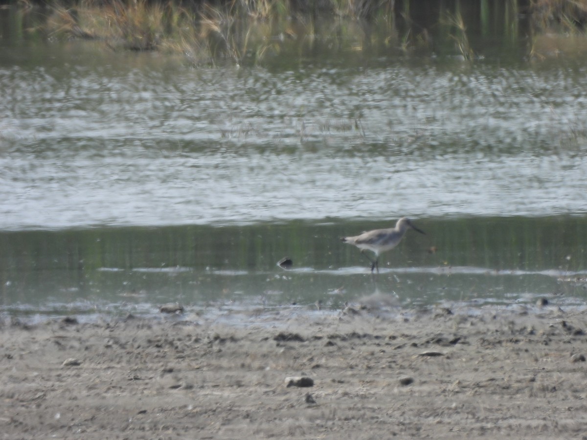 Solitary Sandpiper - ML645863083