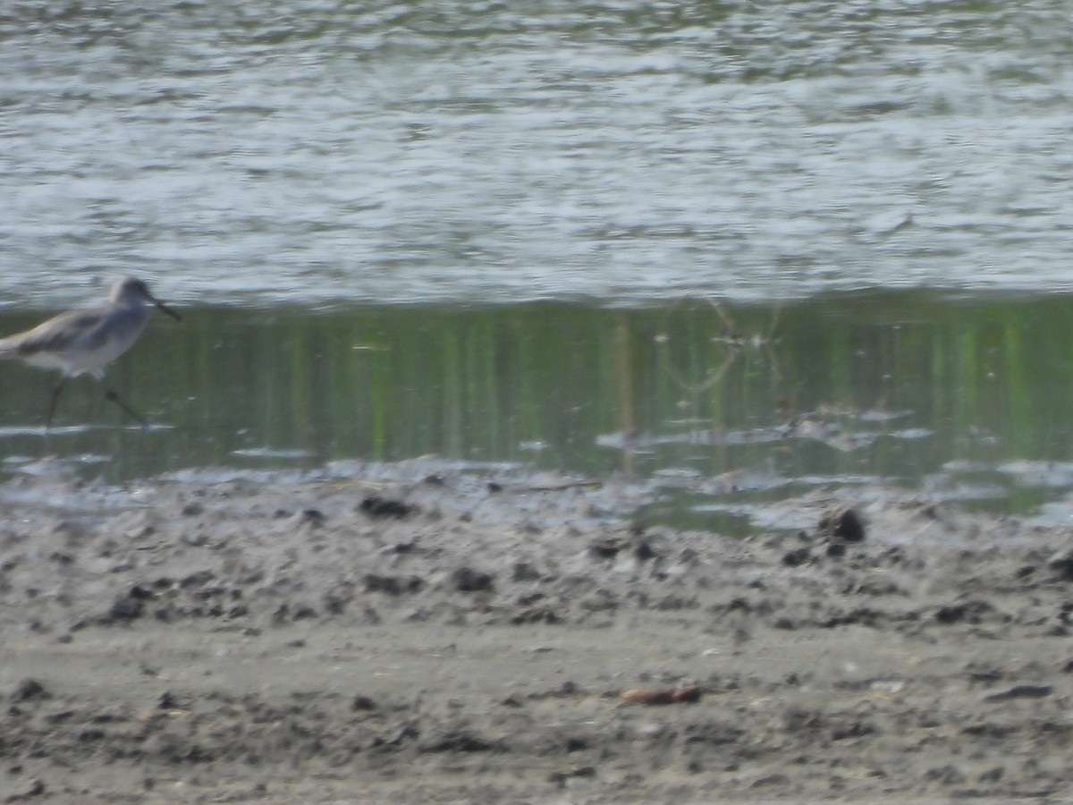 Solitary Sandpiper - ML645863084