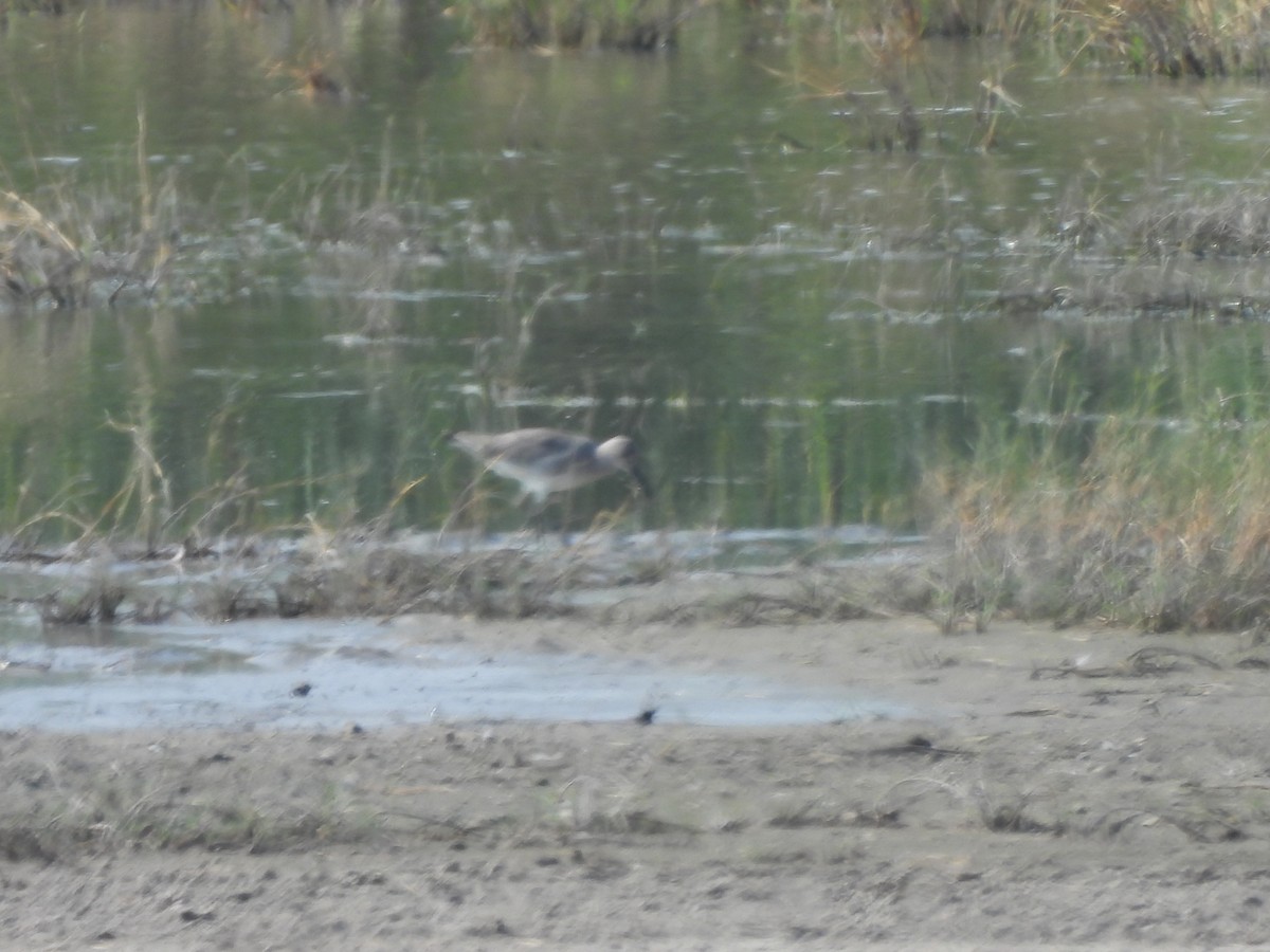 Solitary Sandpiper - ML645863085