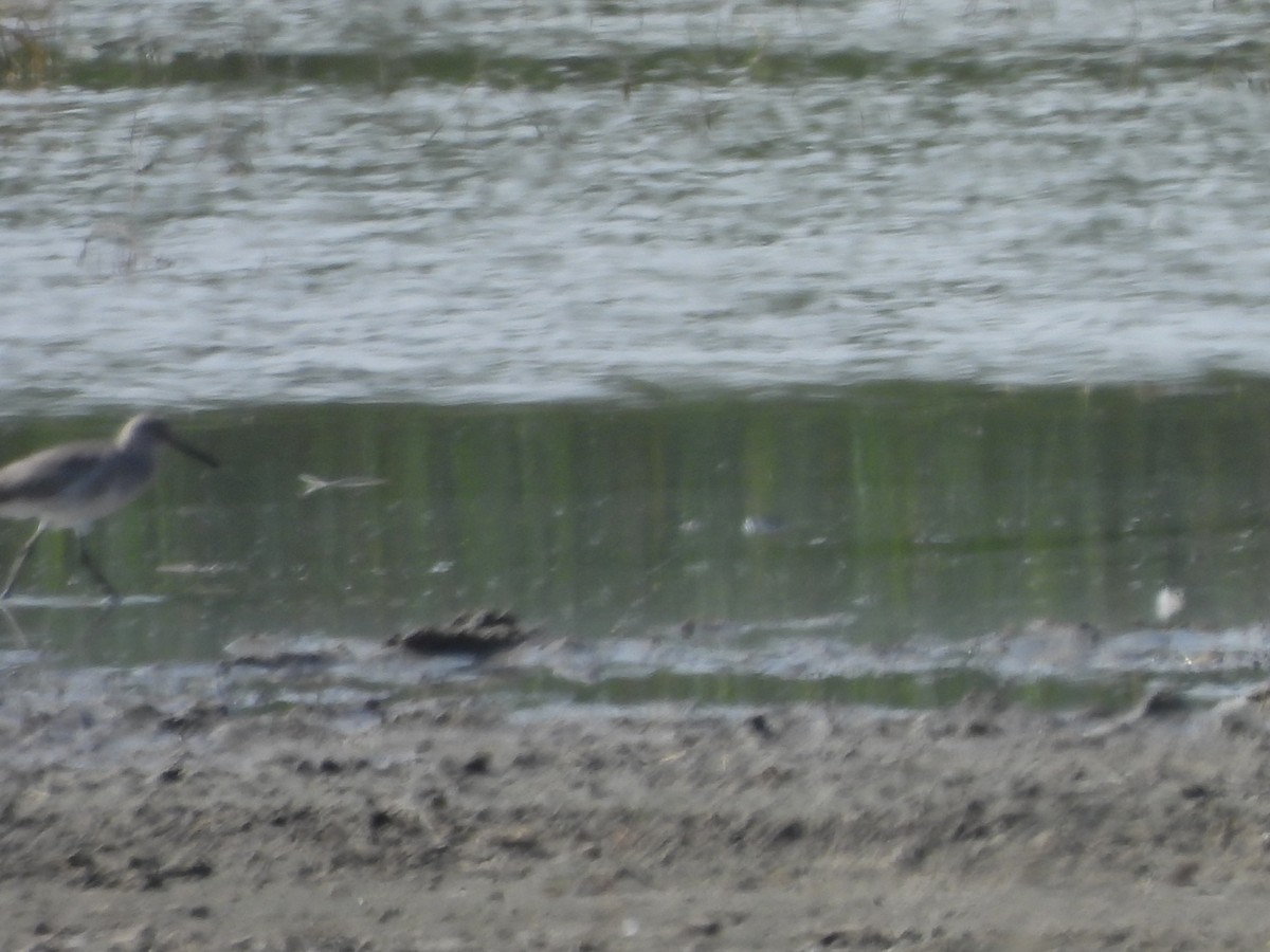 Solitary Sandpiper - ML645863087