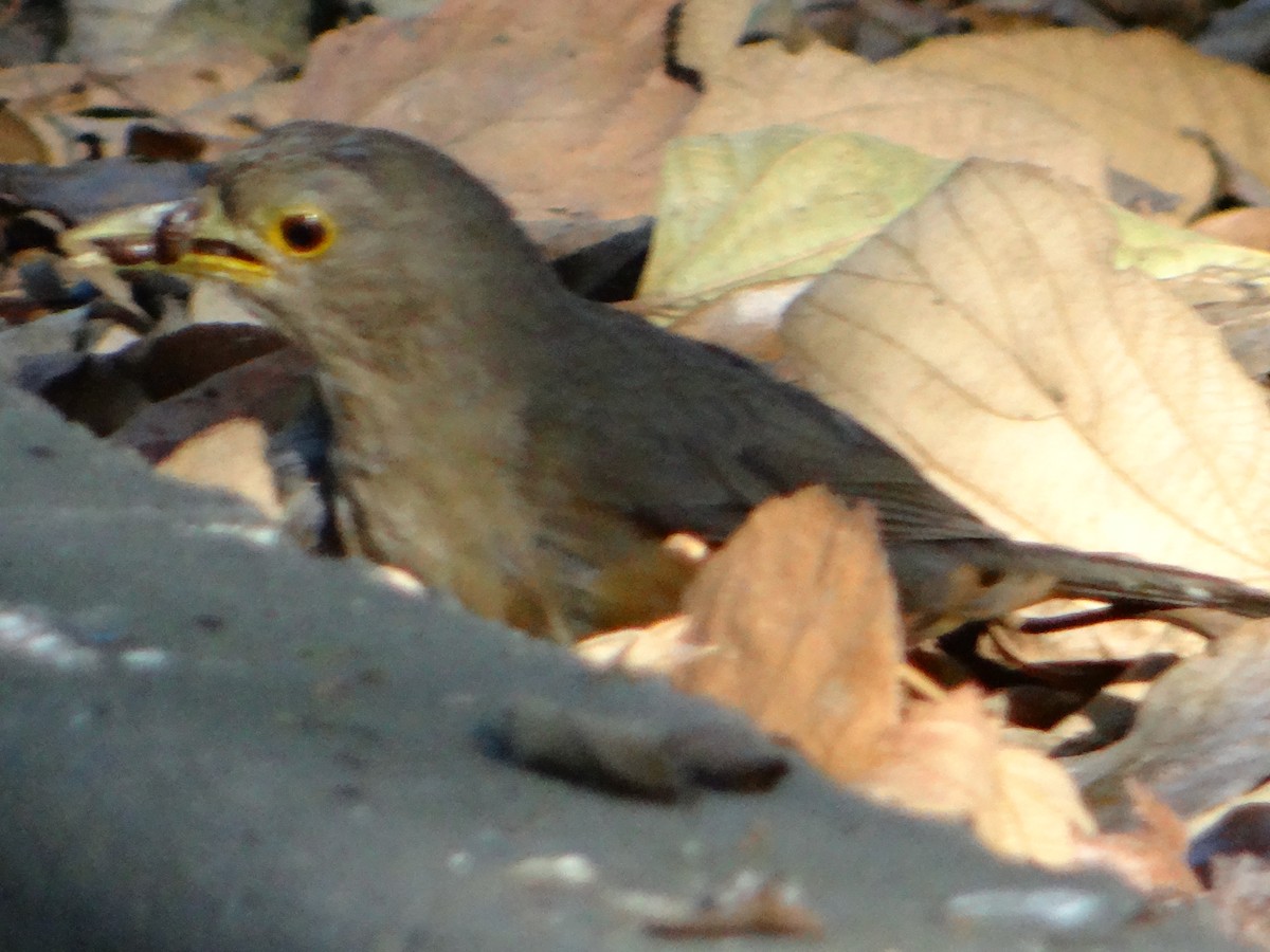 Rufous-bellied Thrush - ML645863089