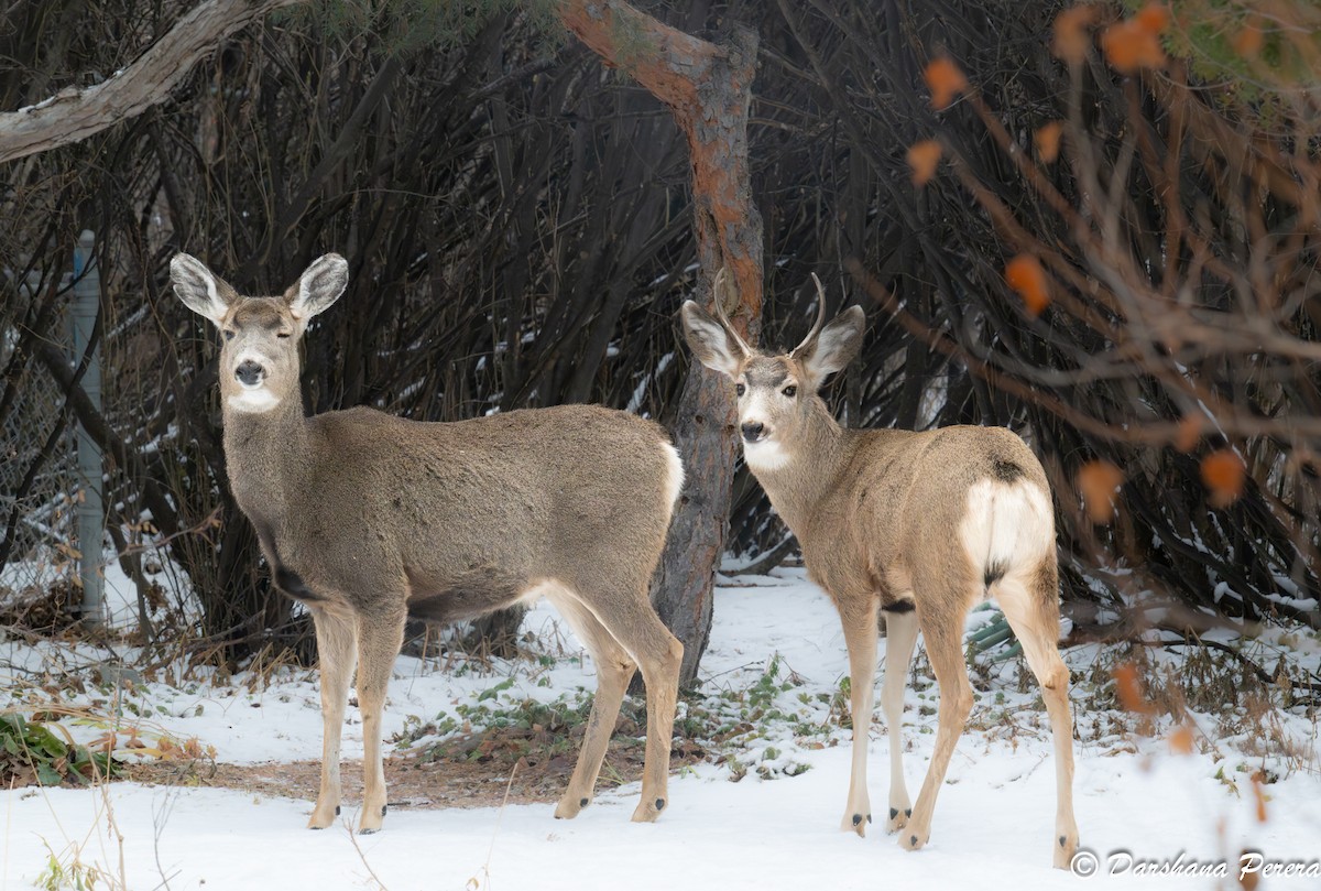 Animals - ML645863092