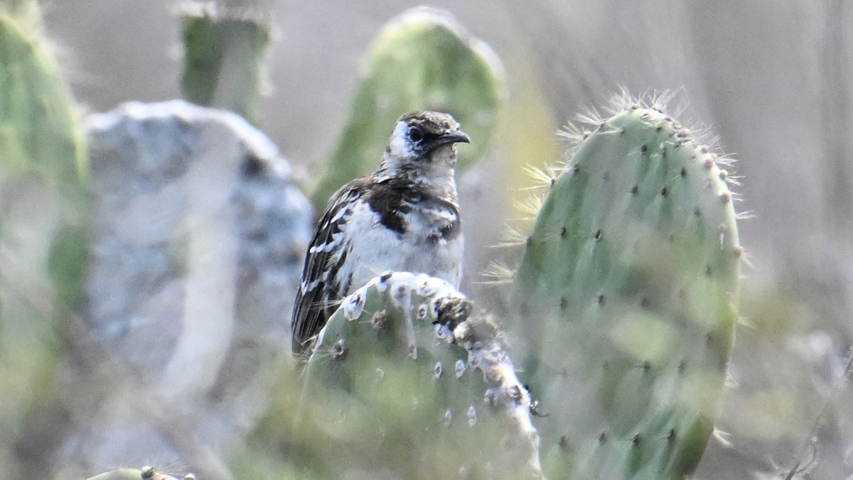 Moqueur de Floreana - ML645863093