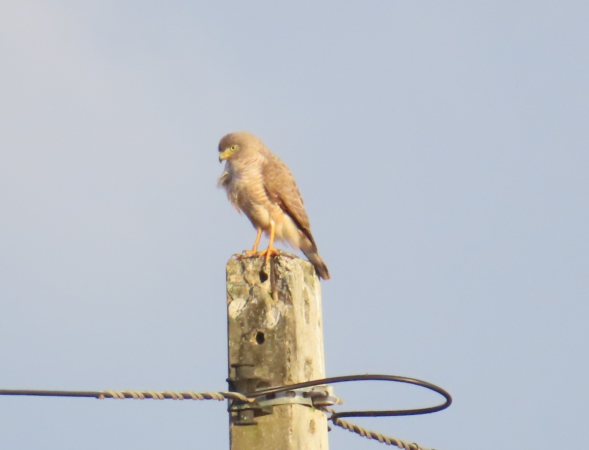 Roadside Hawk - ML645863104
