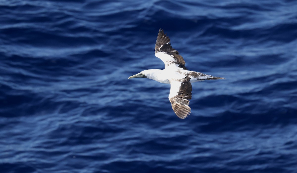 Alcatraz Atlántico - ML645863110