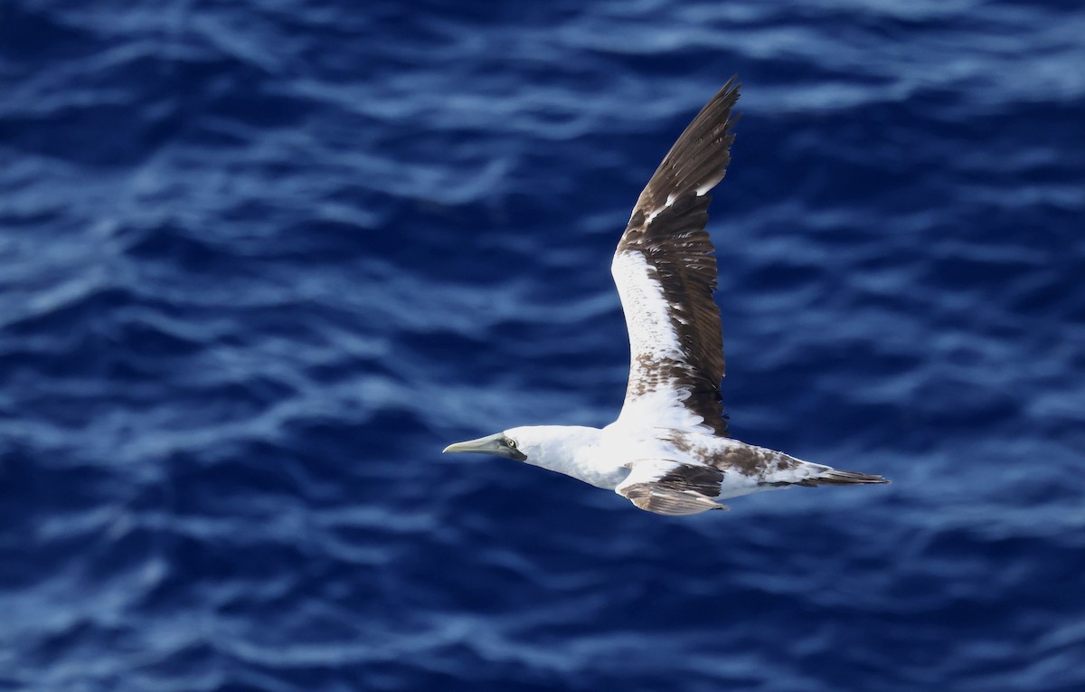 Alcatraz Atlántico - ML645863111