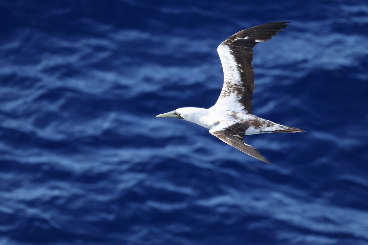 Alcatraz Atlántico - ML645863112