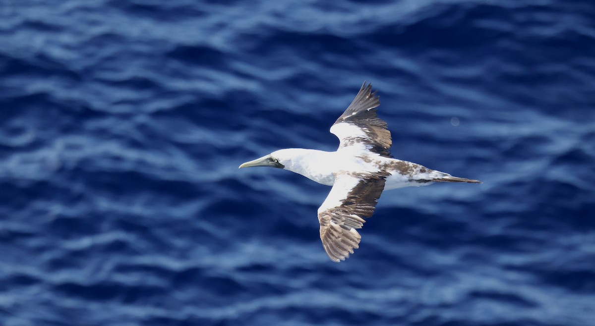 Alcatraz Atlántico - ML645863114