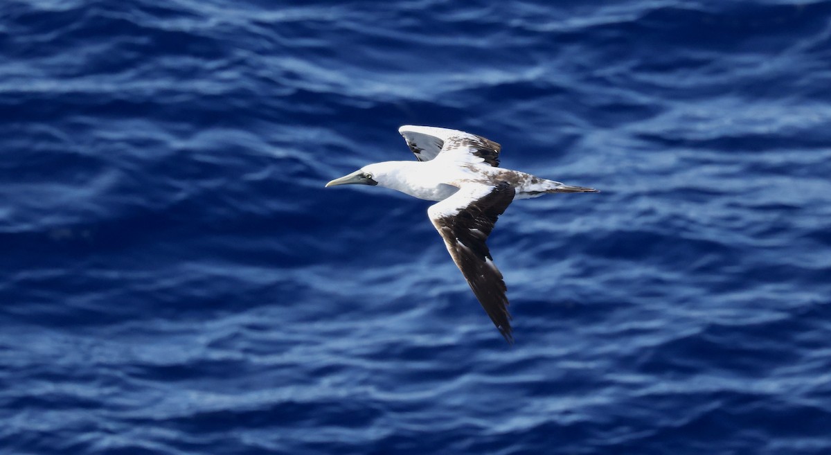 Alcatraz Atlántico - ML645863115