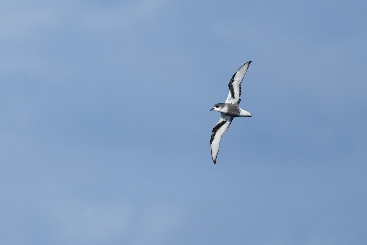 Petrel Moteado - ML645863122