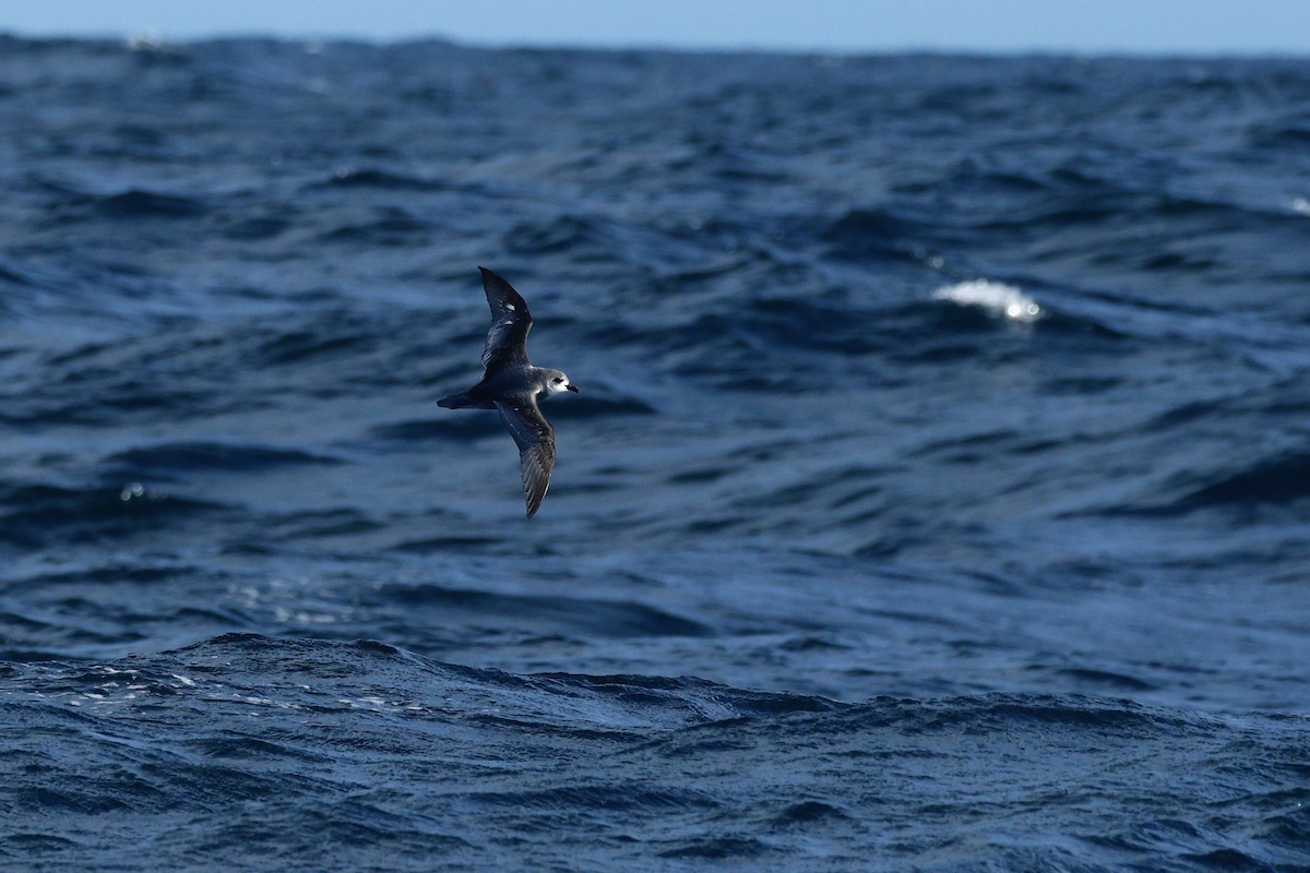 Petrel Moteado - ML645863124