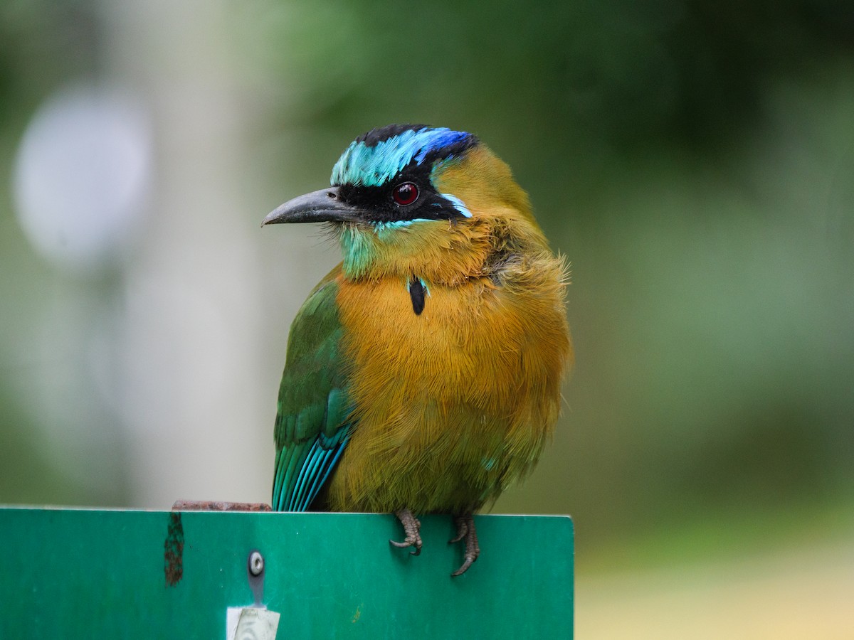 Lesson Motmotu - ML645863125