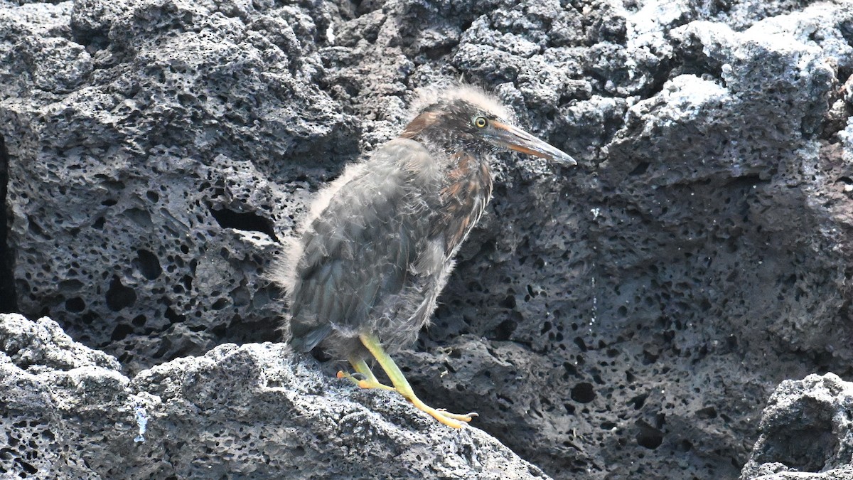 lavahegre - ML645863131