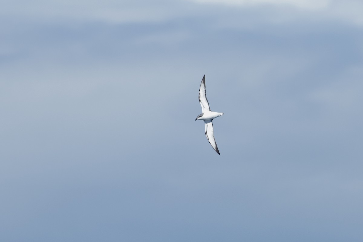 Cook's Petrel - ML645863137