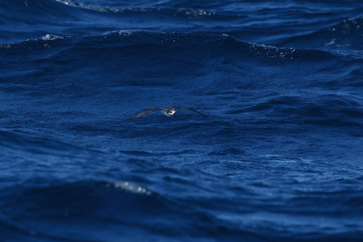 Cook's Petrel - ML645863138