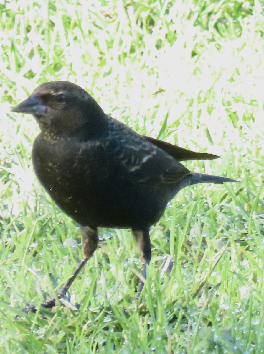 Tricolored Blackbird - ML645863141