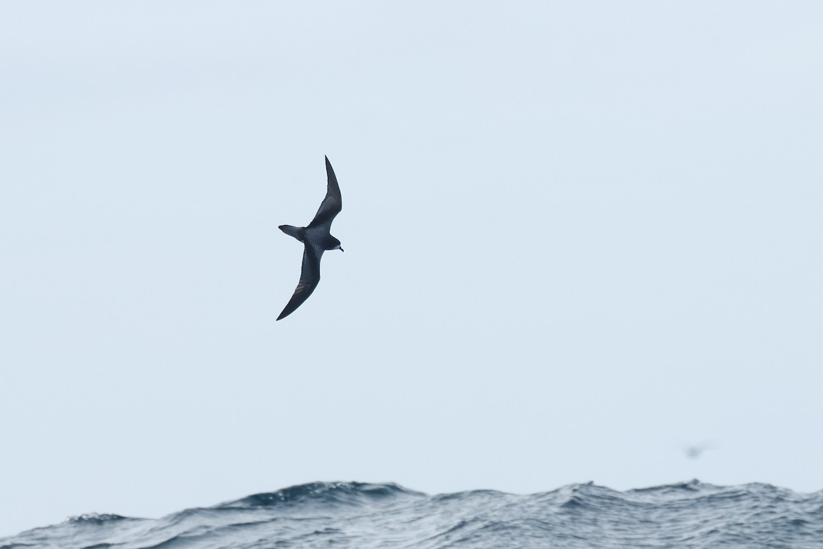 Gould's Petrel - ML645863142