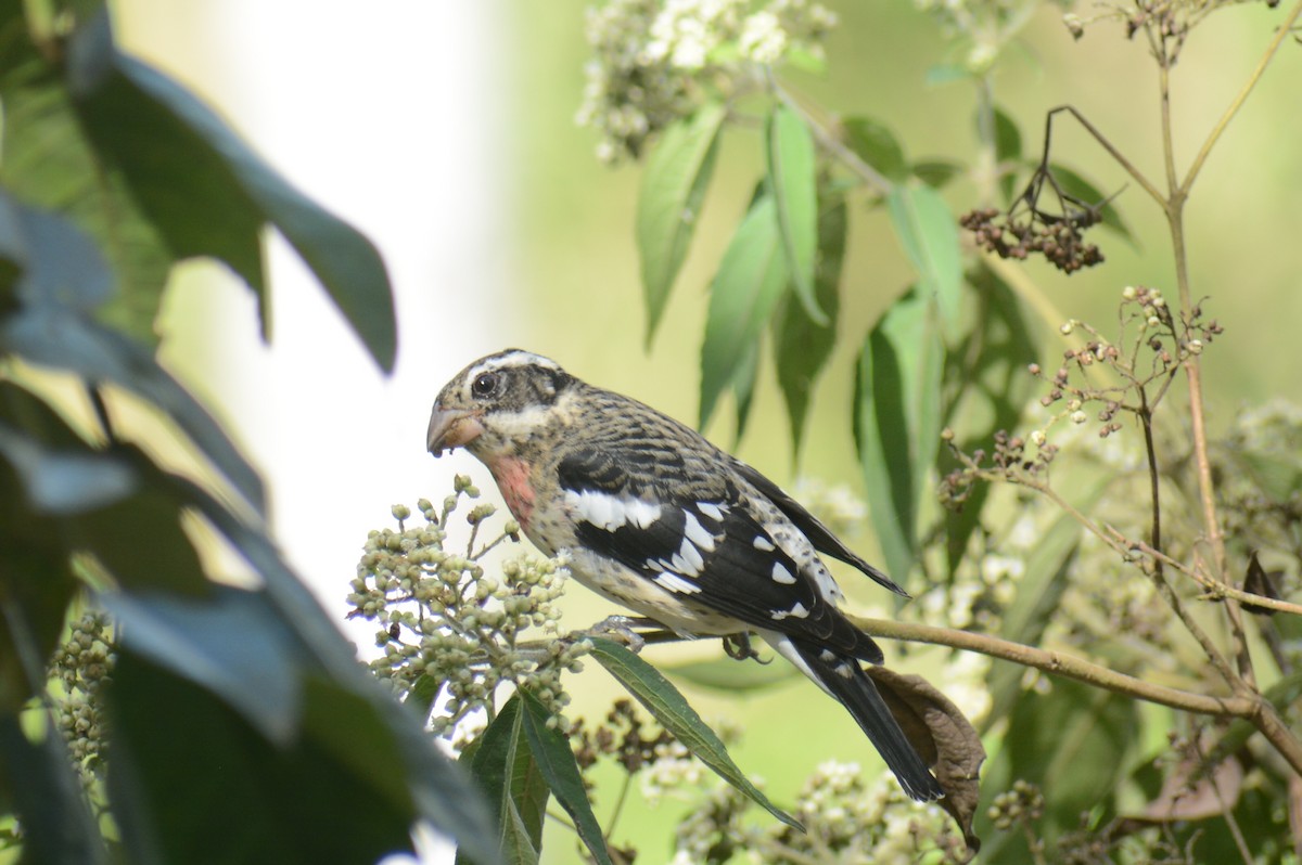 Rose-breasted Grosbeak - ML645863148