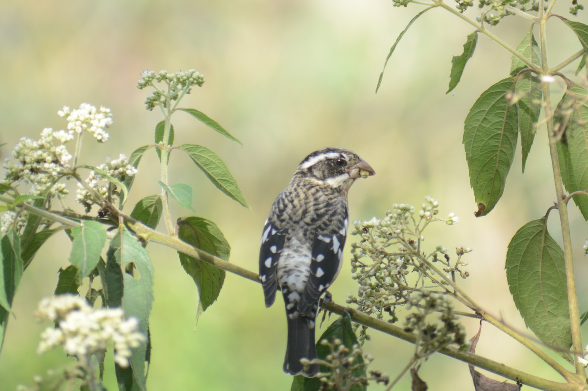 Rose-breasted Grosbeak - ML645863149
