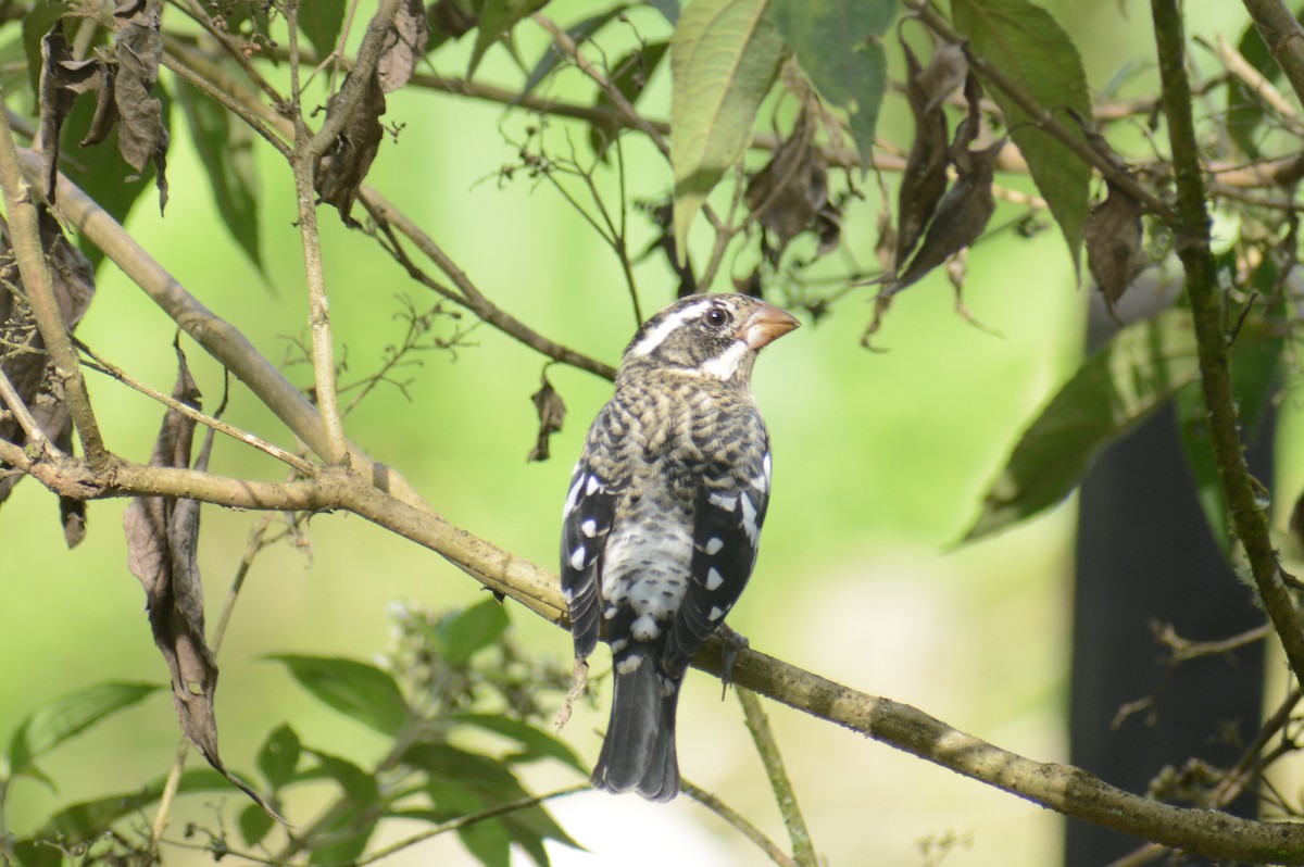 Rose-breasted Grosbeak - ML645863150