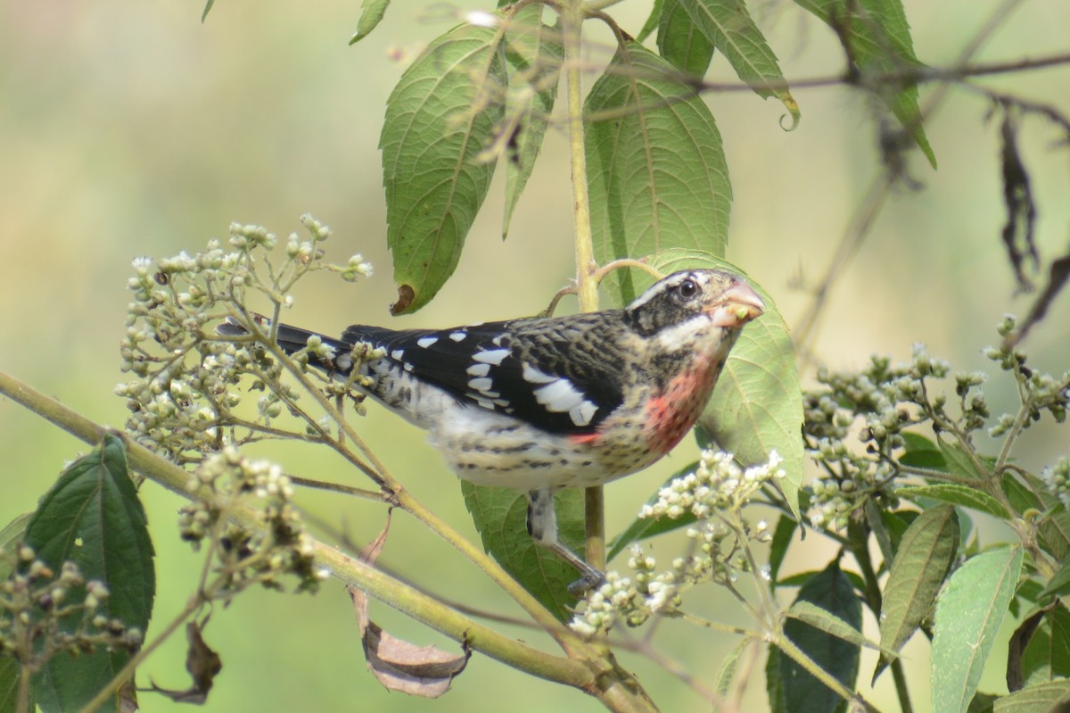 Rose-breasted Grosbeak - ML645863151