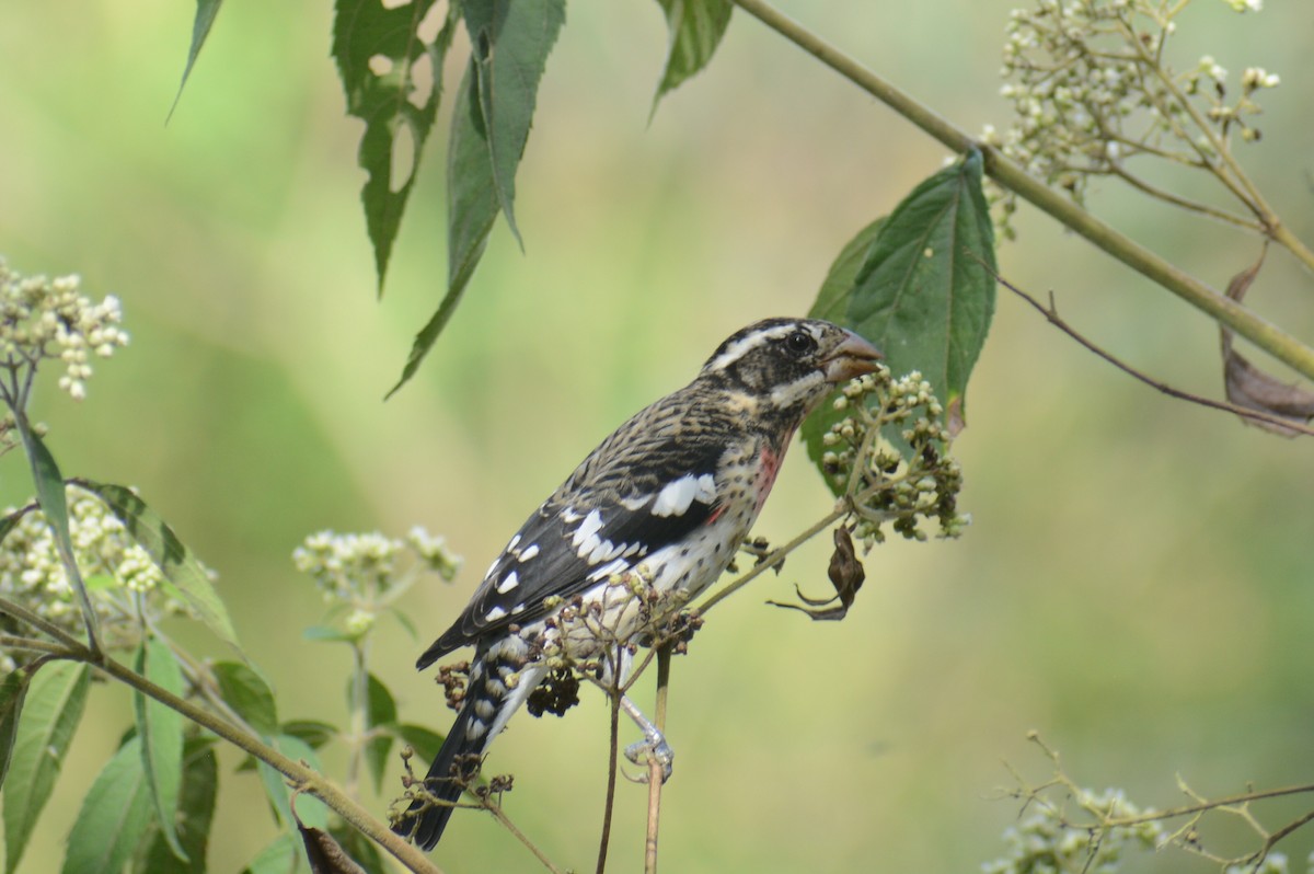 Rose-breasted Grosbeak - ML645863159
