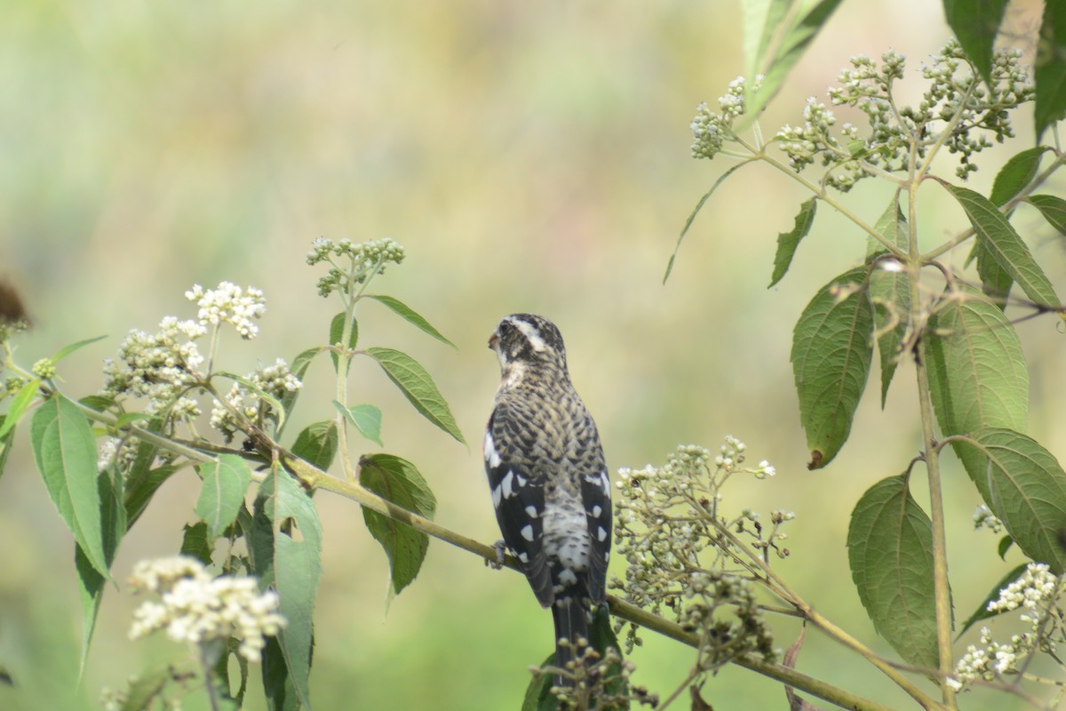 Rose-breasted Grosbeak - ML645863164