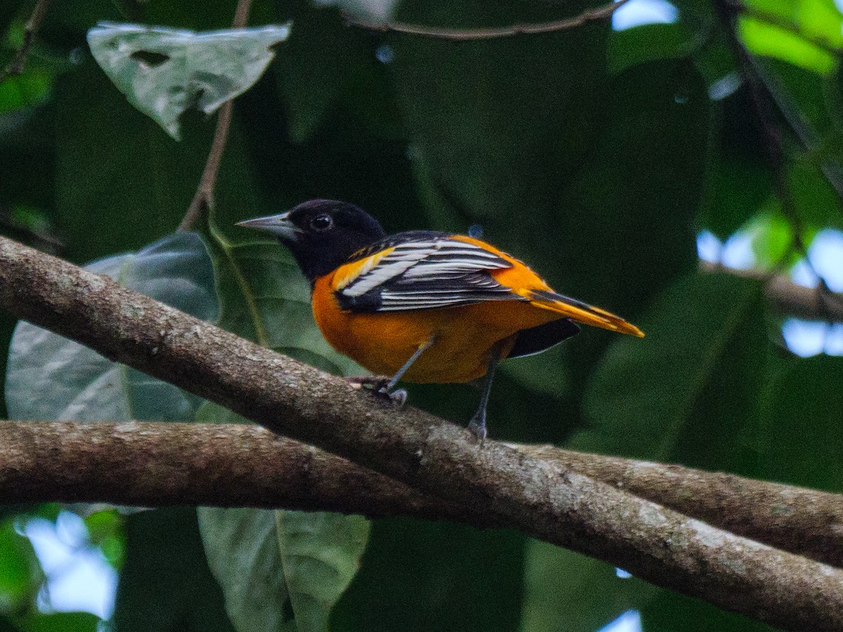 Балтиморский трупиал - ML645863172