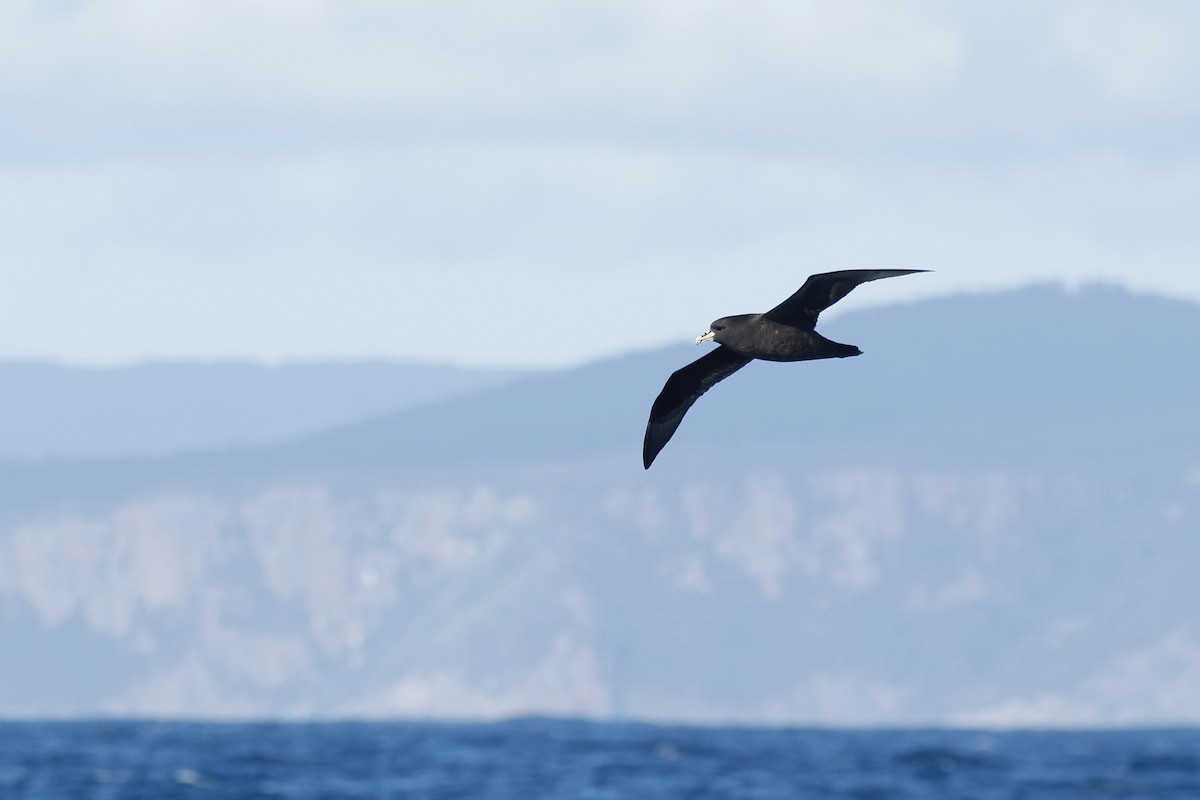 Beyaz Gıdılı Yelkovan - ML645863181