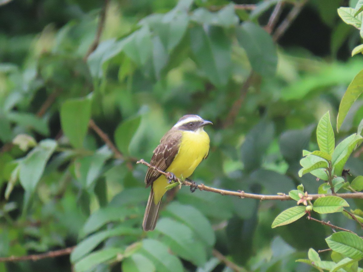 Sosyal Tiran [similis grubu] - ML645863187