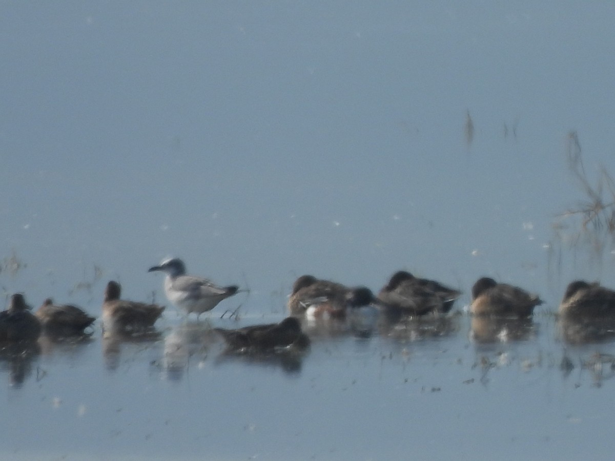 Gabbiano sghignazzante - ML645863188