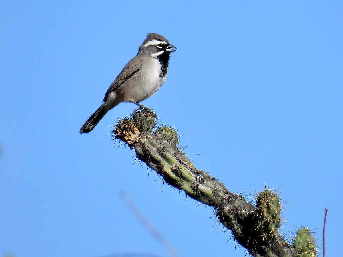 Black-throated Sparrow - ML645863193