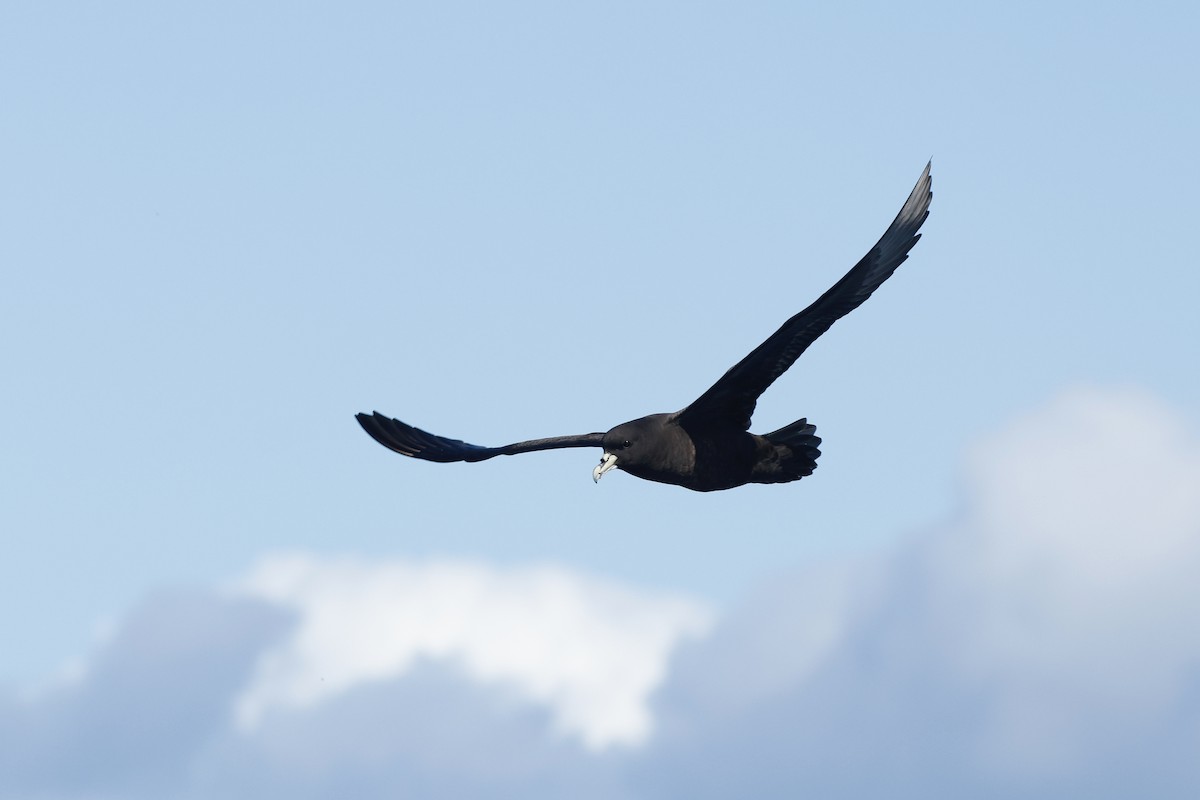 Beyaz Gıdılı Yelkovan - ML645863198