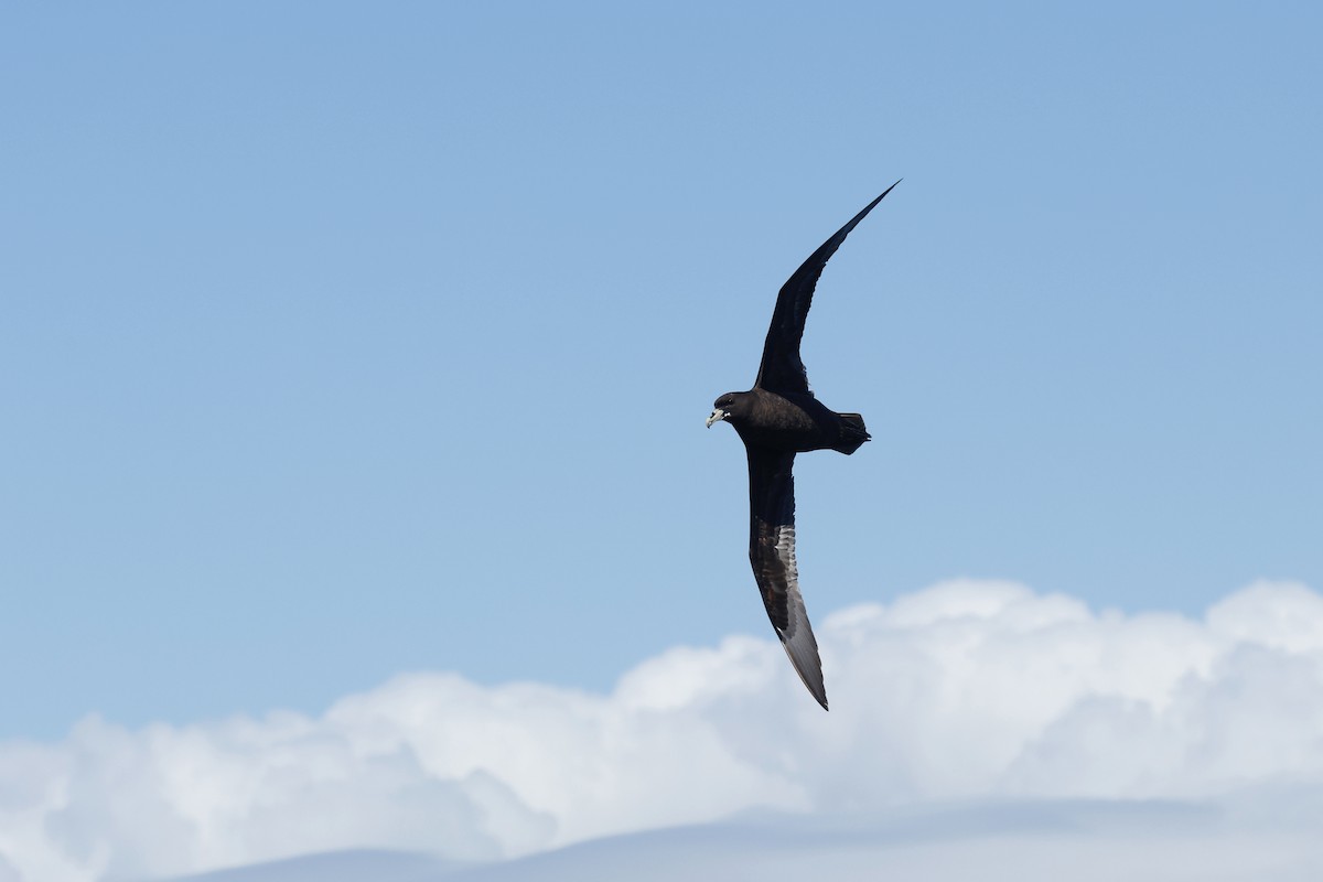 Beyaz Gıdılı Yelkovan - ML645863199