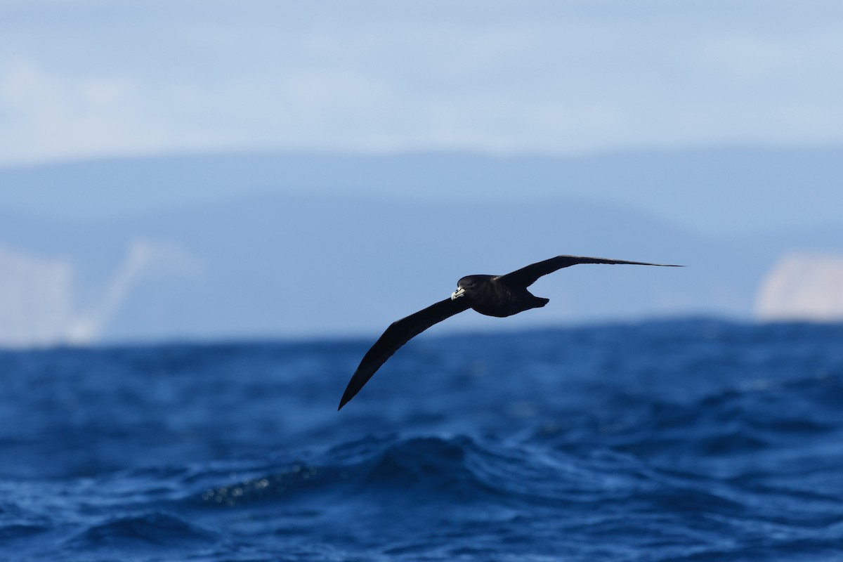 Beyaz Gıdılı Yelkovan - ML645863200