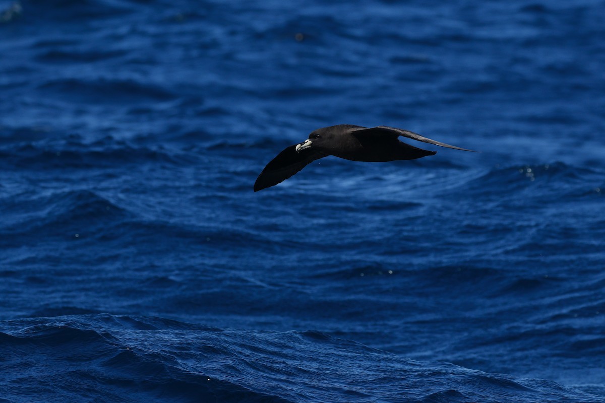 Beyaz Gıdılı Yelkovan - ML645863201