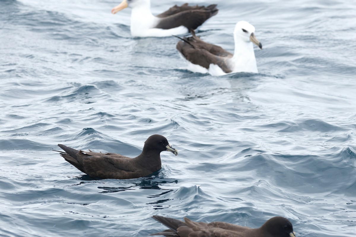 Beyaz Gıdılı Yelkovan - ML645863202