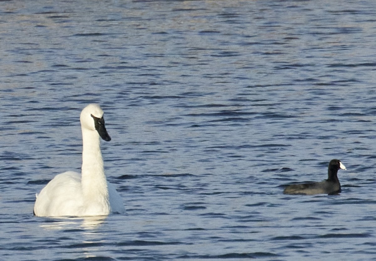 Trumpeter Swan - ML645863206