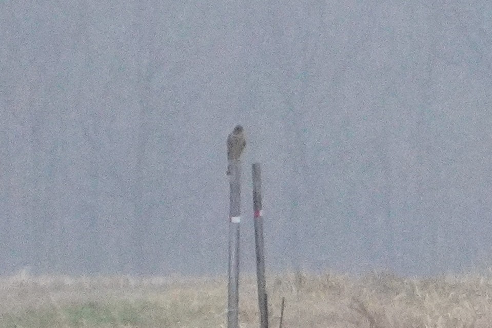 דורס יום בלתי-מזוהה (עקב) - ML645863209