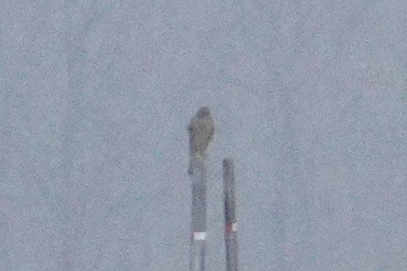 דורס יום בלתי-מזוהה (עקב) - ML645863210