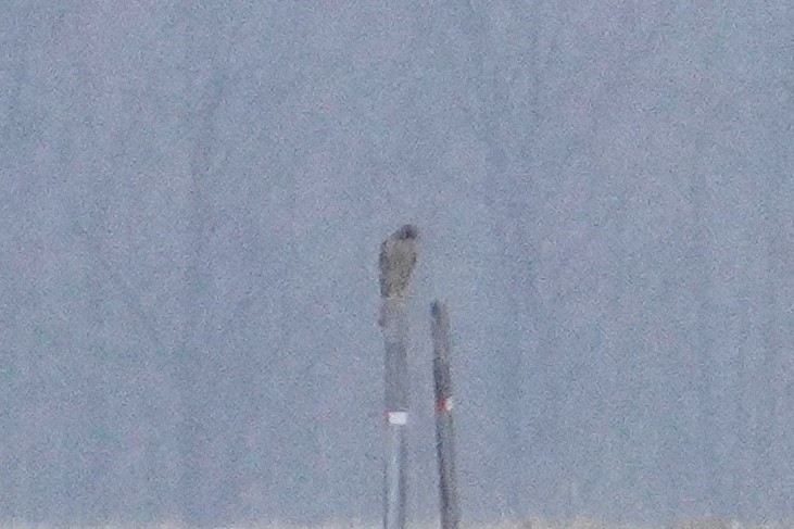 דורס יום בלתי-מזוהה (עקב) - ML645863211