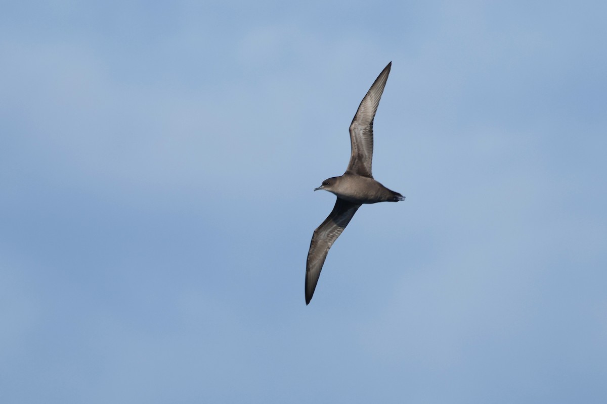 Short-tailed Shearwater - ML645863216