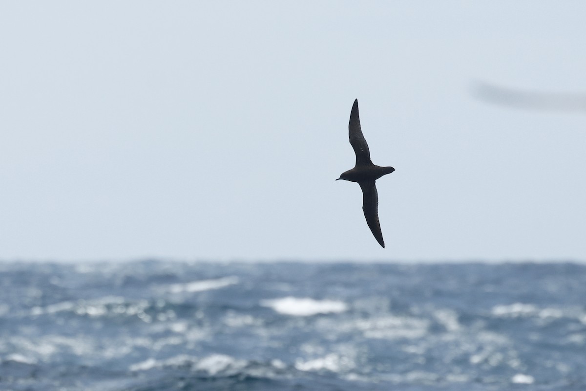 Short-tailed Shearwater - ML645863217