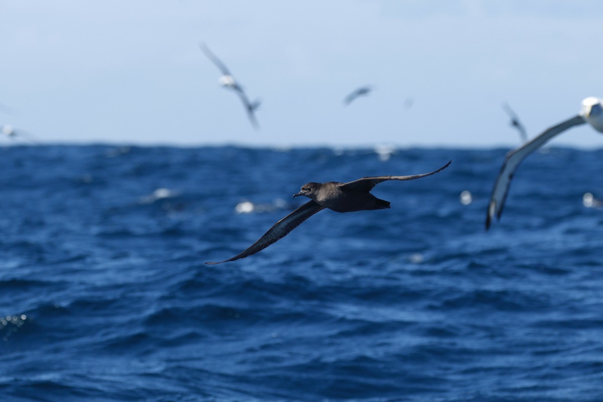 Short-tailed Shearwater - ML645863218